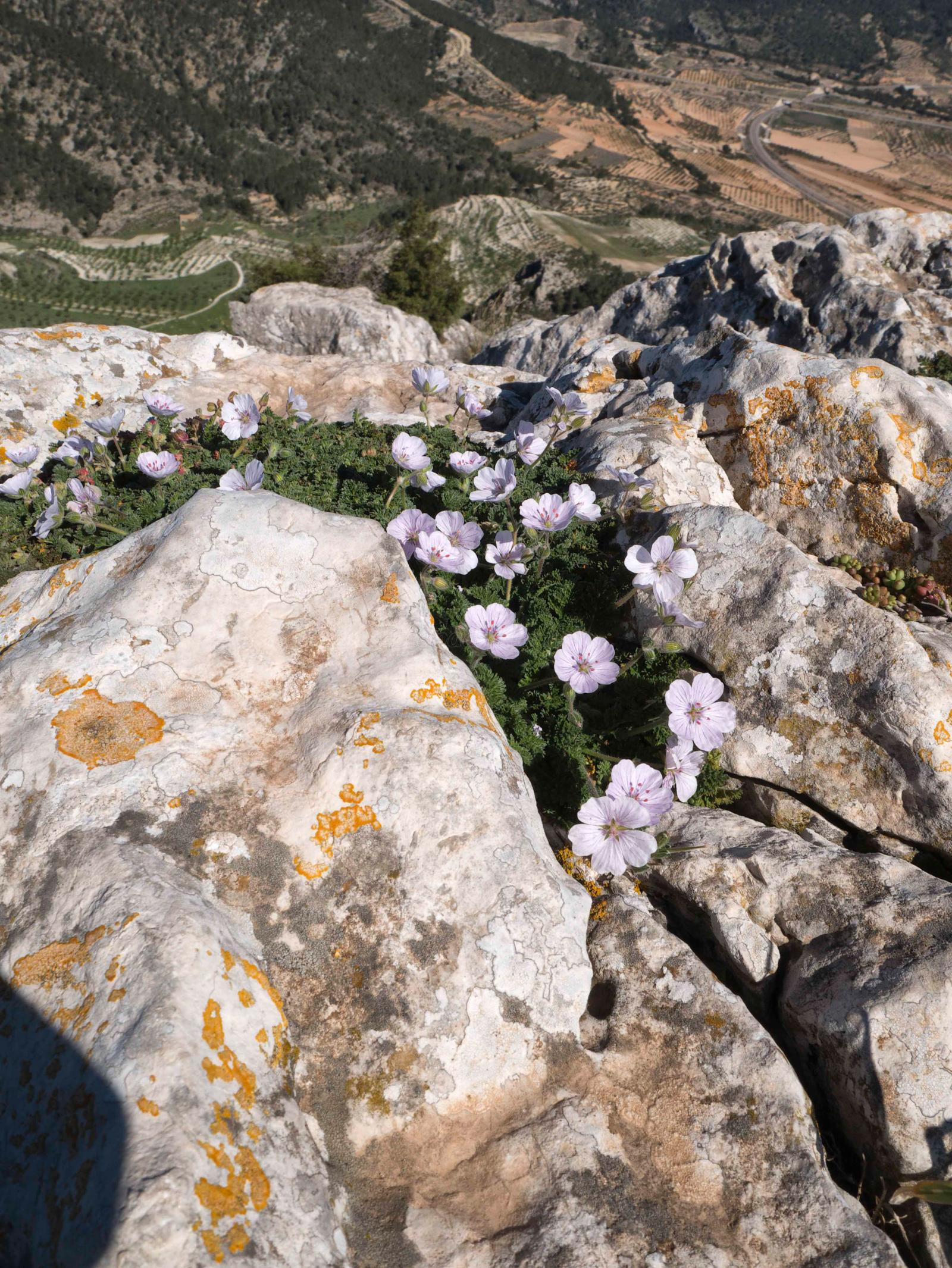 Fontanars dels Alforins (Valencia) Qué ver y dónde dormir