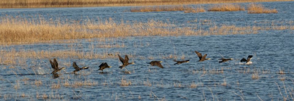 Laguna de Pitillas Información útil y fotos