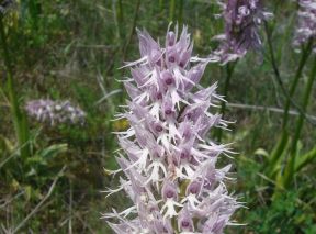 Parque natural de la sierra de la Encina de la Lastra