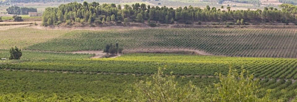 Qué ver cerca de Bodegas Enguera