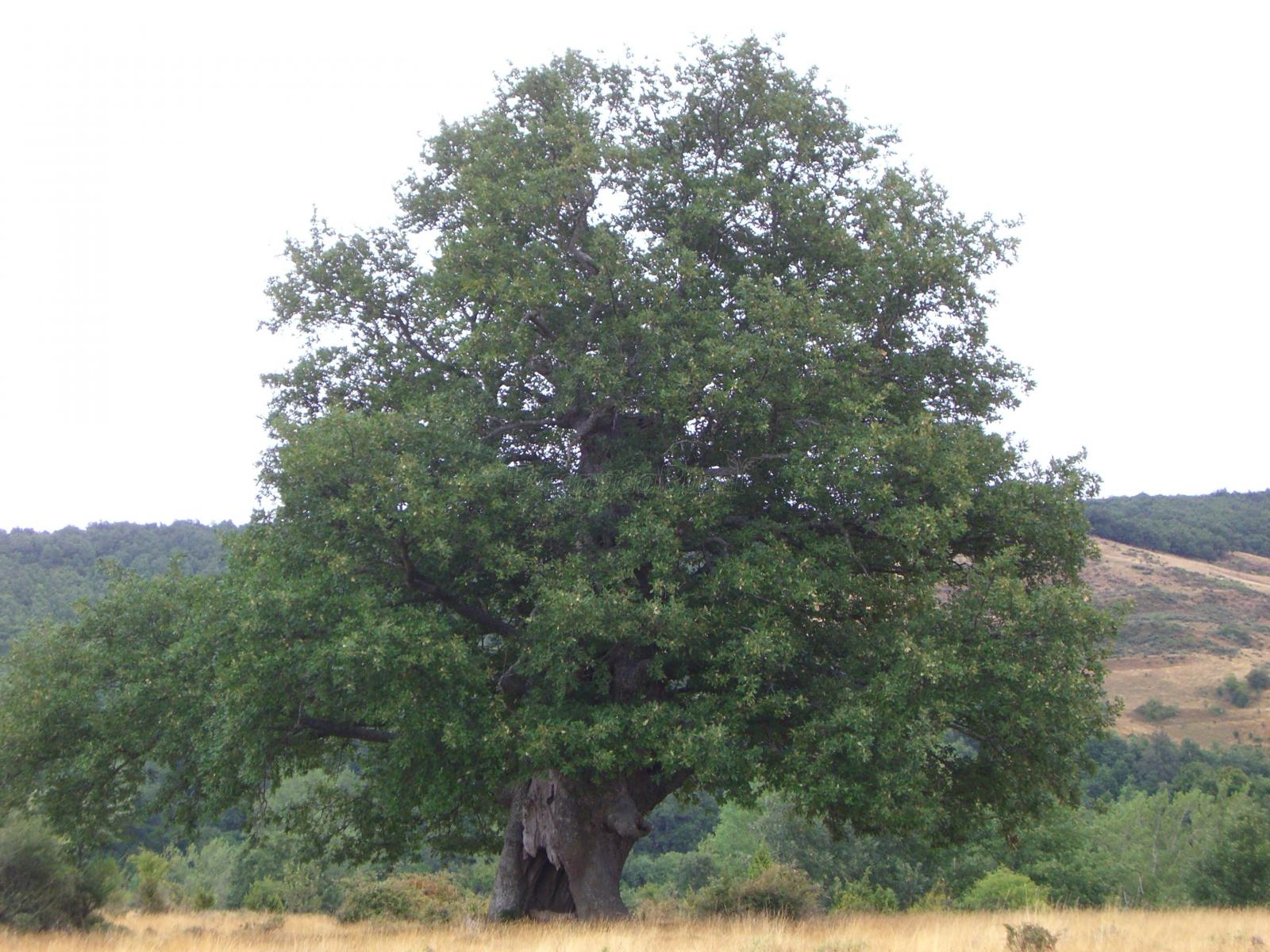 Haedillo (Burgos) Qué ver y dónde dormir