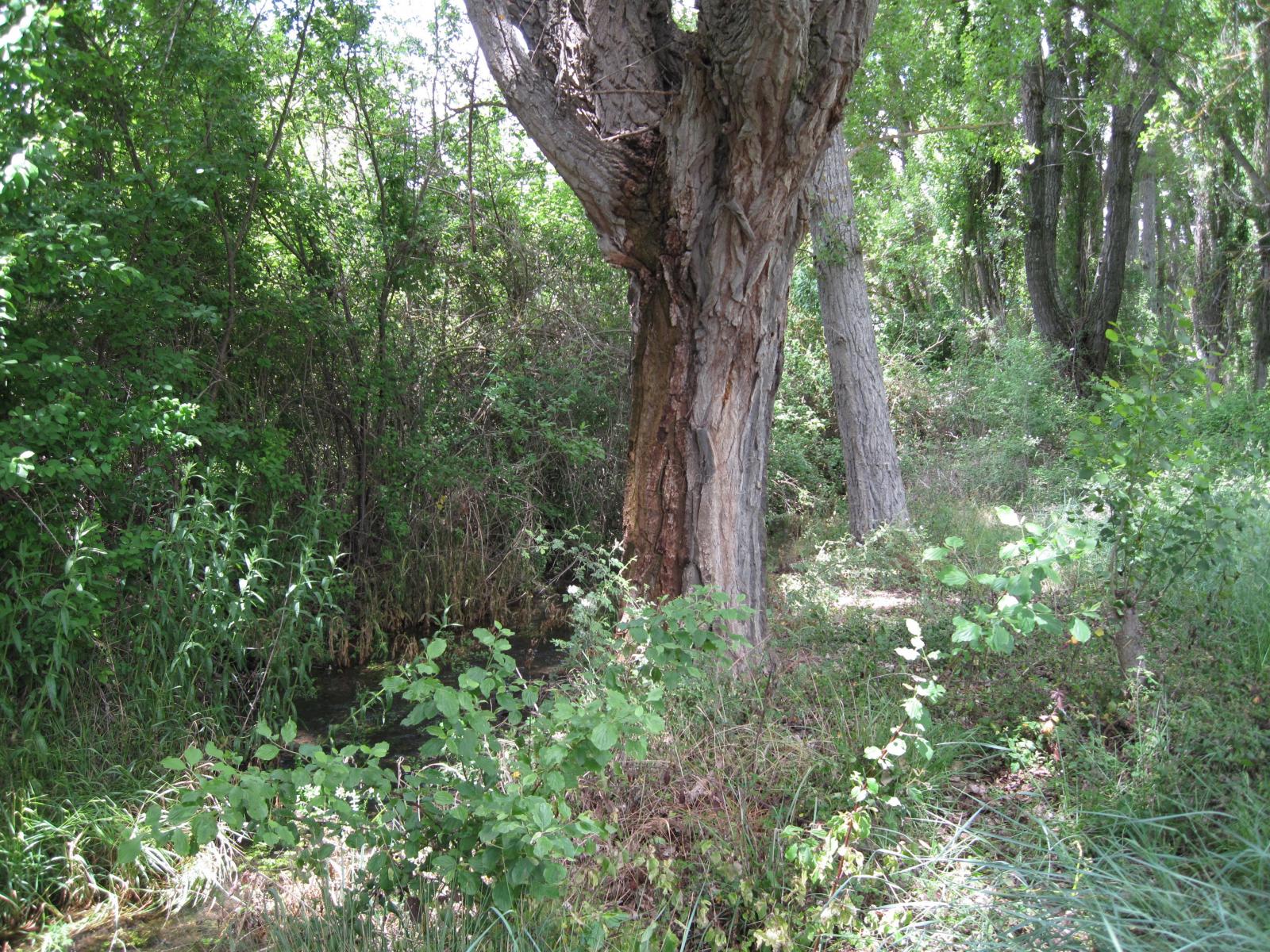 Cogollor (Guadalajara) Qué ver y dónde dormir