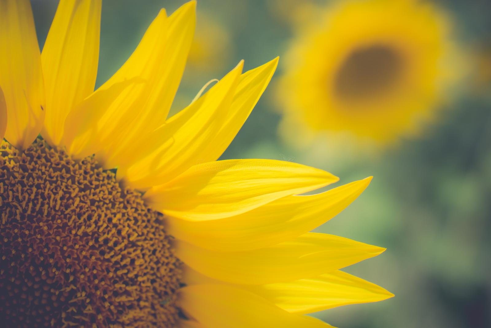 Cantalejo (Segovia) Qué ver y dónde dormir