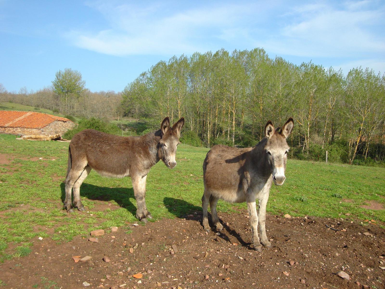 San Adrián de Juarros (Burgos) Qué ver y dónde dormir