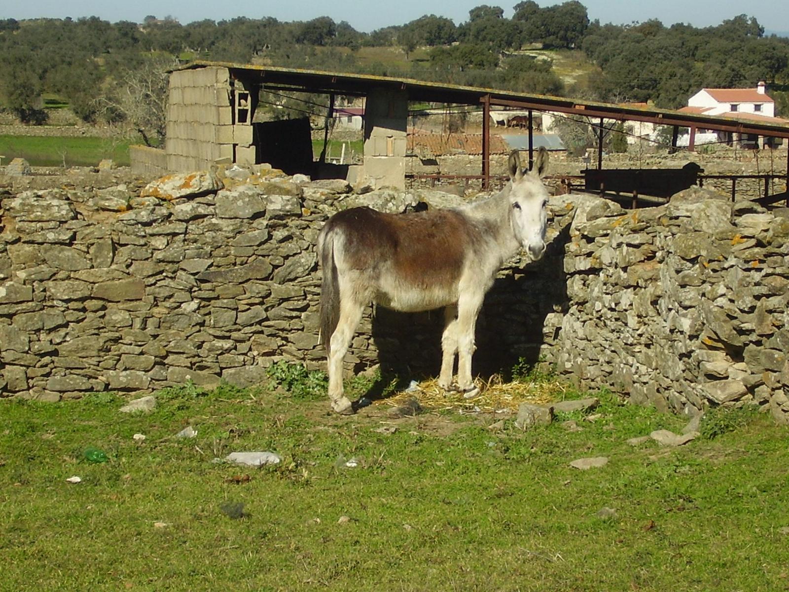 Bodonal de la Sierra (Badajoz) Qué ver y dónde dormir